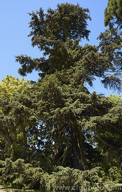 Western Hemlock (<i>Tsuga heterophylla</i>), a tree up to 70m tall, sometimes larger, and found from southern Alaska to northern California. It is not an extremely important tree in commercial forestry but is used to provide timber and pulp for paper manufacturing. tsuga-3376htm'>Tsuga. <a href='pinaceae-plant-family-photoshtml'>Pinaceae</a>.