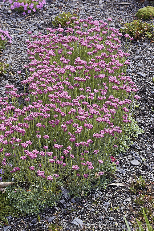 Antennaria dioica 'Nyewood', a deep pink-flowered cultivar of a normally white- to pale pink-flowered, spring-blooming, mat-forming Northern Hemisphere perennial that is densely covered with silver-grey hair. antennaria-2342htm'>Antennaria.