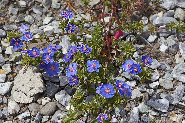 Anagallis monellii 'Blue Light', a large-flowered cultivar of the Blue Pimpernel, a low-growing, spreading perennial with intensely blue flowers; native to the Mediterranean region. The slightly rolled petal edges are a distinctive feature of 'Blue Light'. Order: Ericales, Family: Primulaceae