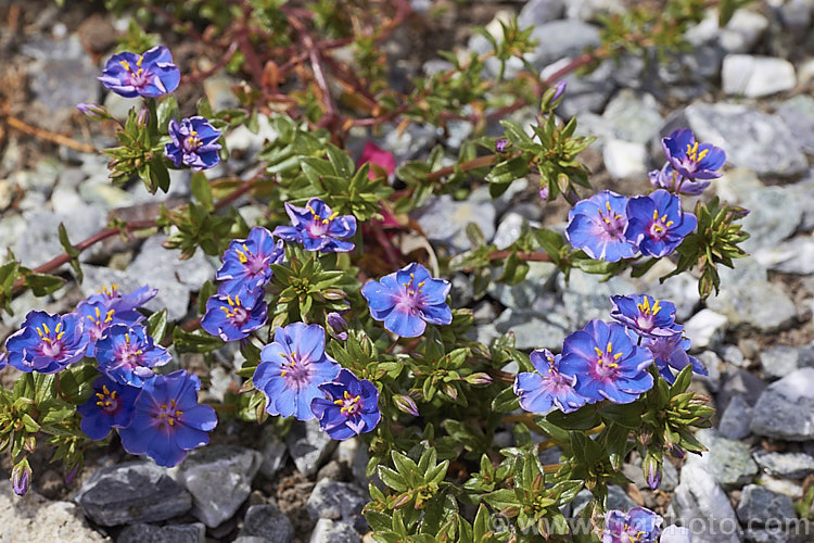 Anagallis monellii 'Blue Light', a large-flowered cultivar of the Blue Pimpernel, a low-growing, spreading perennial with intensely blue flowers; native to the Mediterranean region. The slightly rolled petal edges are a distinctive feature of 'Blue Light'. Order: Ericales, Family: Primulaceae