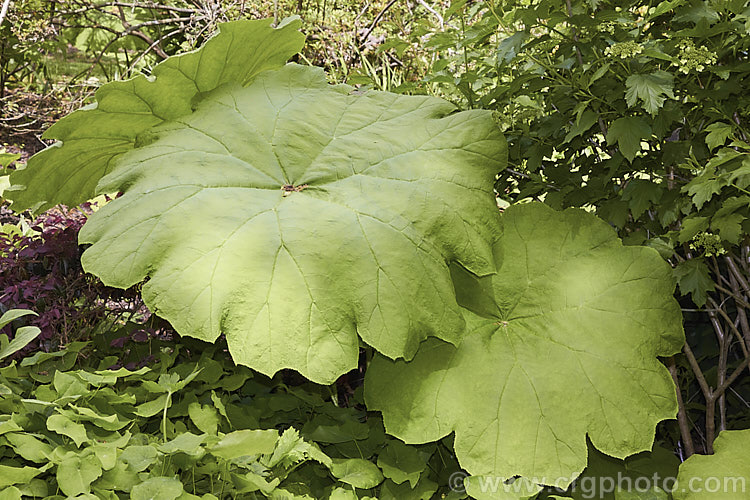 Astilboides tabularis, a woodland or streamside herbaceous perennial native to China. The leaves, reminiscent of those of a small. Gunnera, can be up to 90cm across. Heads of minute white flowers appear in summer and are held just above the foliage. astilboides-2382htm'>Astilboides. <a href='saxifragaceae-plant-family-photoshtml'>Saxifragaceae</a>.