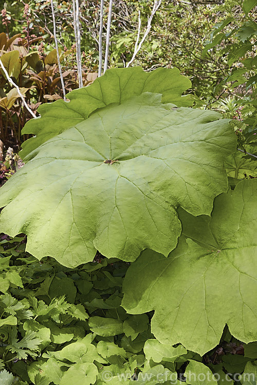 Astilboides tabularis, a woodland or streamside herbaceous perennial native to China. The leaves, reminiscent of those of a small. Gunnera, can be up to 90cm across. Heads of minute white flowers appear in summer and are held just above the foliage. astilboides-2382htm'>Astilboides. <a href='saxifragaceae-plant-family-photoshtml'>Saxifragaceae</a>.