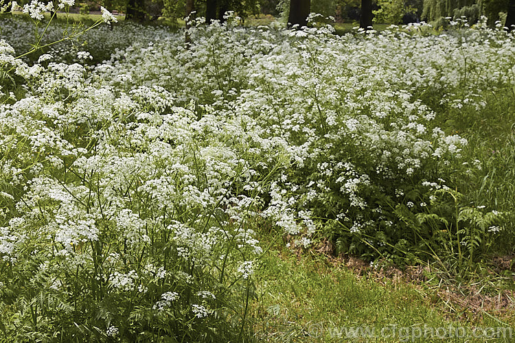 Cow. Parsley (<i>Anthriscus sylvestris</i>), a woodland annual or short-lived perennial usually seen growing as a roadside weed. Originally native to Europe, western Asia and North Africa, it has now naturalised in many temperate areas. It is seldom a serious weed of cultivated ground. anthriscus-2194htm'>Anthriscus.