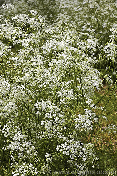 Cow. Parsley (<i>Anthriscus sylvestris</i>), a woodland annual or short-lived perennial usually seen growing as a roadside weed. Originally native to Europe, western Asia and North Africa, it has now naturalised in many temperate areas. It is seldom a serious weed of cultivated ground. anthriscus-2194htm'>Anthriscus.