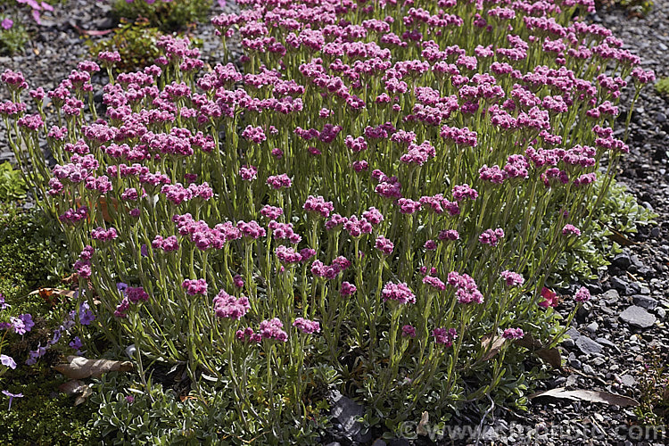 Pink Catsfoot (<i>Antennaria dioica 'Nyewood'), a deep pink-flowered cultivar of a normally white- to pale pink-flowered, spring-blooming, mat-forming Northern Hemisphere perennial that is densely covered with silver-grey hair. antennaria-2342htm'>Antennaria.