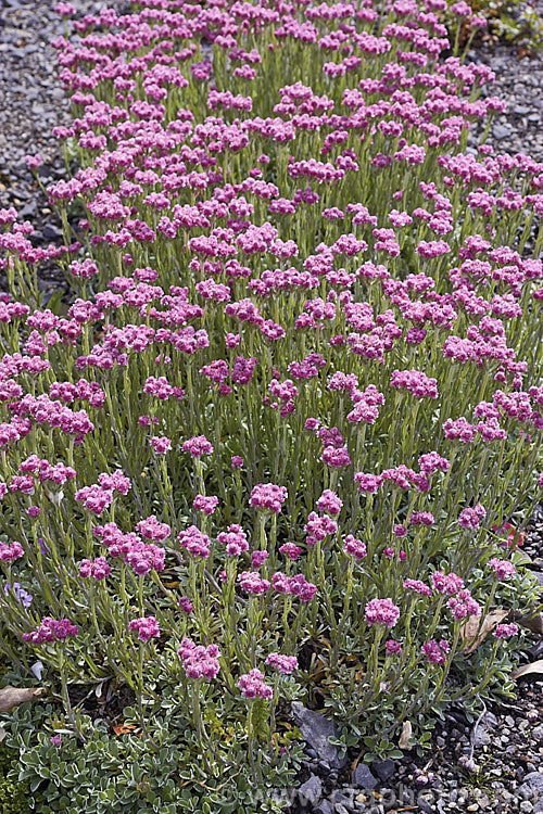 Pink Catsfoot (<i>Antennaria dioica 'Nyewood'), a deep pink-flowered cultivar of a normally white- to pale pink-flowered, spring-blooming, mat-forming Northern Hemisphere perennial that is densely covered with silver-grey hair. antennaria-2342htm'>Antennaria.