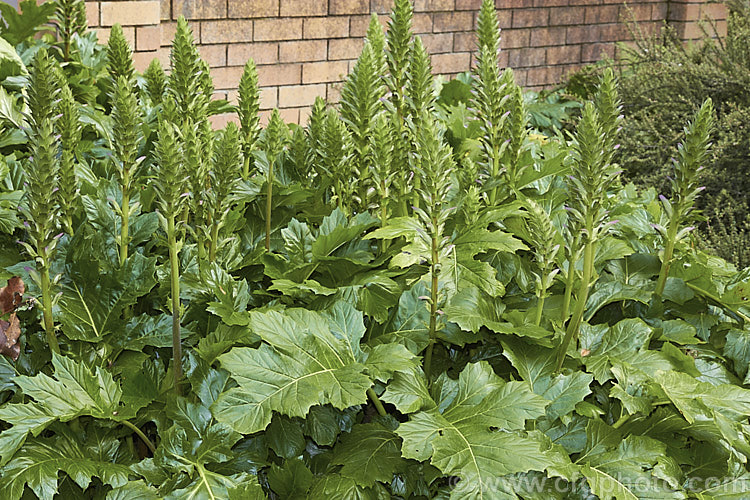 Bear's Breeches (<i>Acanthus mollis</i>) in late spring with flowerheads developing. This usually evergreen summer-flowering perennial is native to southwest Europe and North Africa. It was often featured in ancient Greek and Roman designs. Order: Lamiales, Family: Acanthaceae