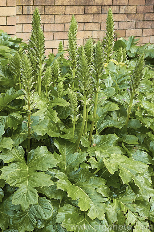 Bear's Breeches (<i>Acanthus mollis</i>) in late spring with flowerheads developing. This usually evergreen summer-flowering perennial is native to southwest Europe and North Africa. It was often featured in ancient Greek and Roman designs. Order: Lamiales, Family: Acanthaceae