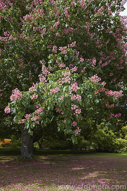 <i>Aesculus x carnea</i> (<i>Aesculus hippocastanum</i> x <i>Aesculus pavia</i>) in flower, with a carpet of fallen petals. This deep pink-flowered hybrid horse chestnut is a 15-25m tall deciduous tree widely cultivated as a specimen or street tree. Order Sapindales, Family: Sapindaceae