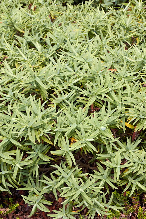 <i>Veronica albicans</i> (syn. <i>Hebe recurva</i>) 'Aoira', a compact, narrow-leaved cultivar of a low, spreading, summer-flowering, evergreen shrub found in the northwest of the South Island of New Zealand. It grows 40-50cm tall but can be over 1m wide. Order: Lamiales, Family: Plantaginaceae