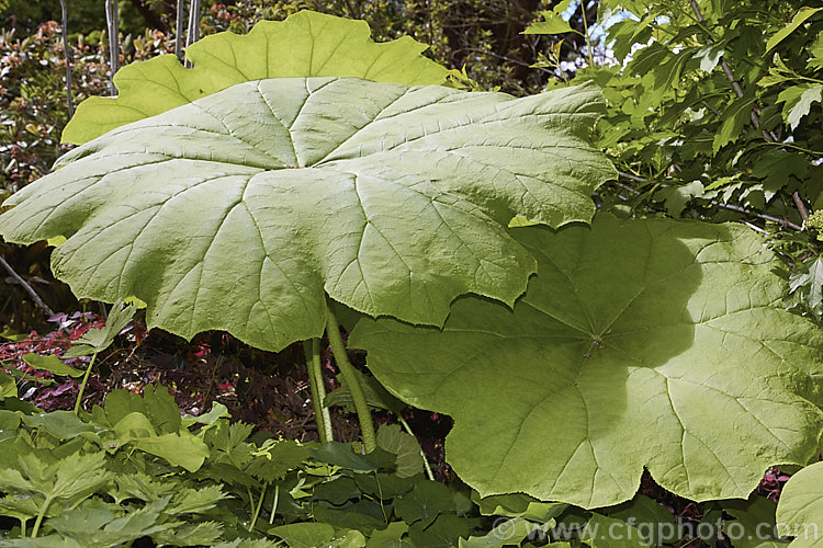 Astilboides tabularis, a woodland or streamside herbaceous perennial native to China. The leaves, reminiscent of those of a small. Gunnera, can be up to 90cm across. Heads of minute white flowers appear in summer and are held just above the foliage. astilboides-2382htm'>Astilboides. <a href='saxifragaceae-plant-family-photoshtml'>Saxifragaceae</a>.