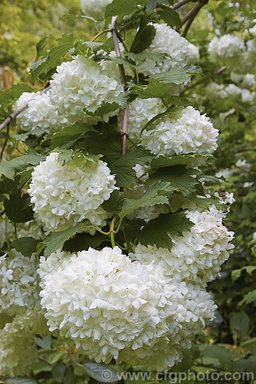 Viburnum opulus 'Roseum' (syn 'Sterile'), a 4-5m tall cultivar of the Guelder. Rose, a Eurasian deciduous shrub 'Roseum' has double white flowers that are composed entirely of sterile bracts. Occasionally the flowerheads redden with age. It is often colloquially known as the snowball tree. viburnum-2081htm'>Viburnum.. viburnum-2081htm'>Viburnum. <a href='adoxaceae-plant-family-photoshtml'>Adoxaceae</a>.