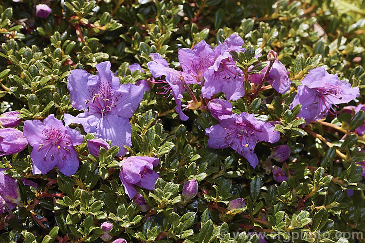 Rhododendron calostrotum subsp. keleticum (syn. Rhododendron keleticum</i>), a tiny evergreen shrub, seldom over 30cm high, with relatively large, wide open, near-flat flowers. It occurs in Yunnan, China and nearby parts of Tibet and Burma at up 4500m altitude