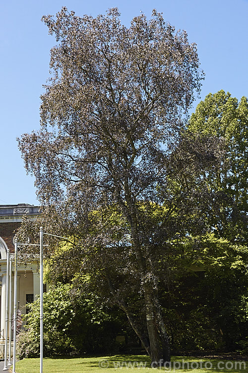 Purple Leaf Birch (<i>Betula pendula 'Purpurea'), a Silver Birch cultivar with deep purple-bronze foliage that has a red tint when young 'Purpurea' is often a slow-growing and not especially strong plant but will eventually become a large tree. betula-2077htm'>Betula. <a href='betulaceae-plant-family-photoshtml'>Betulaceae</a>.