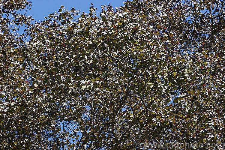 The early summer foliage of the Purple Leaf Birch (<i>Betula pendula 'Purpurea'), a Silver Birch cultivar with deep purple-bronze foliage that has a red tint when young 'Purpurea' is often a slow-growing and not especially strong plant but will eventually become a large tree. betula-2077htm'>Betula. <a href='betulaceae-plant-family-photoshtml'>Betulaceae</a>.