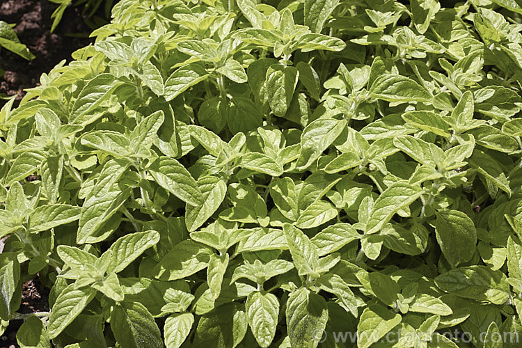 Lesser Calamint (<i>Calamintha nepeta</i>), a short-lived perennial grown for its aromatic foliage and 80cm tall spikes of mauve flowers that develop in summer. It is also a culinary herb and used especially in Italian cuisine, where it is known as mentuccia or nipitella. The plant occurs naturally from southern Europe to Britain.