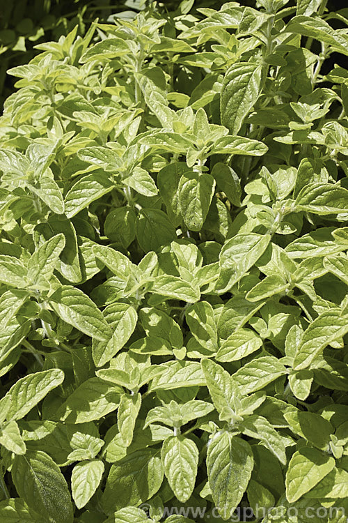 Lesser Calamint (<i>Calamintha nepeta</i>), a short-lived perennial grown for its aromatic foliage and 80cm tall spikes of mauve flowers that develop in summer. It is also a culinary herb and used especially in Italian cuisine, where it is known as mentuccia or nipitella. The plant occurs naturally from southern Europe to Britain.