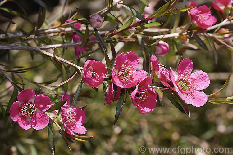 Leptospermum 'Merinda' (syn 'Bywong. Merinda'), a compact, long-blooming evergreen shrub with simple but very showy flowers. It is a Leptospermum spectabile hybrid raised by Peter Olerenshaw of Australia