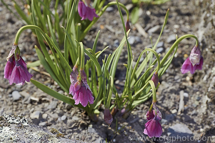 Allium insubricum, a late spring- to summer-flowering bulb native to the limestone hills between Lake. Como and Lake. Garda in northern Italy, where it if found at elevations up to 1800m. The flower stems are usually less than 30cm high and the blue-green leaves are fairly short and strappy. allium-2045htm'>Allium.