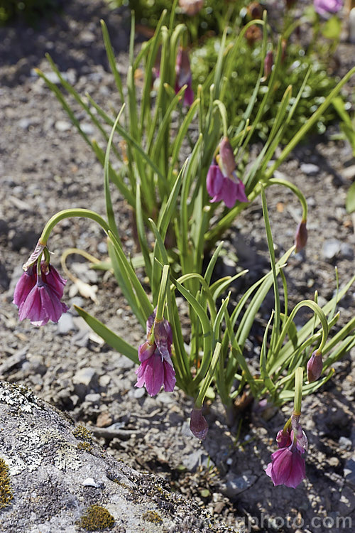 Allium insubricum, a late spring- to summer-flowering bulb native to the limestone hills between Lake. Como and Lake. Garda in northern Italy, where it if found at elevations up to 1800m. The flower stems are usually less than 30cm high and the blue-green leaves are fairly short and strappy. allium-2045htm'>Allium.