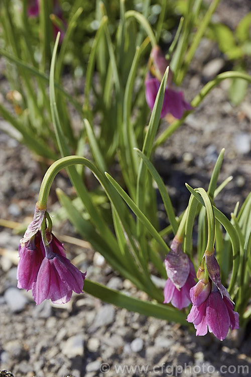 Allium insubricum, a late spring- to summer-flowering bulb native to the limestone hills between Lake. Como and Lake. Garda in northern Italy, where it if found at elevations up to 1800m. The flower stems are usually less than 30cm high and the blue-green leaves are fairly short and strappy. allium-2045htm'>Allium.