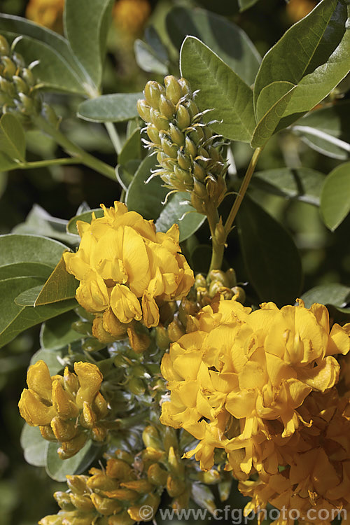 Moroccan Broom or Pineapple Broom (<i>Argyrocytisus battandieri [Cytisus battandieri]), a deciduous or semi-evergreen shrub native to Morocco. It has silver-haired foliage, grows to around 4m tall and produces its fragrant flowerheads from mid-spring into summer. Order: Fabales, Family: Fabaceae