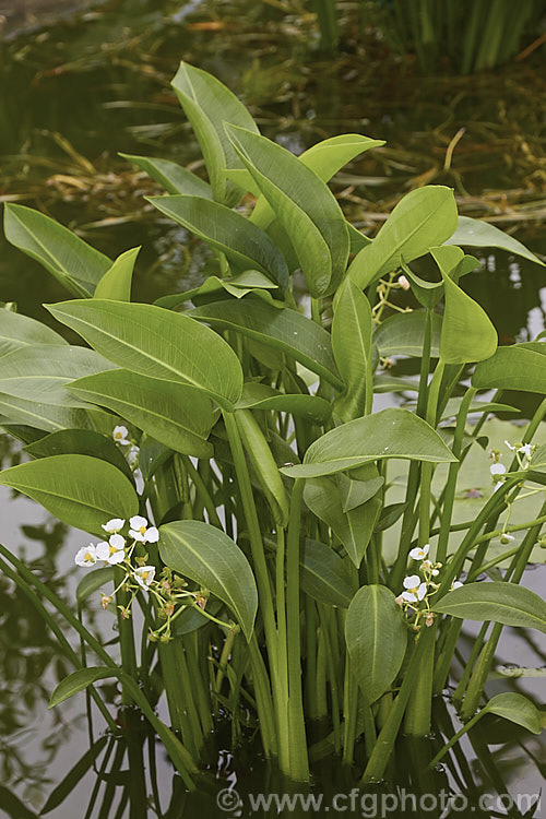 Water Plantain (<i>Alisma gramineum</i>), an emergent aquatic perennial that is widespread in the Northern Hemisphere. It submerged foliage is grassy but the leaves above the surface are broader. alisma-2252htm'>Alisma. <a href='alismaceae-plant-family-photoshtml'>Alismataceae</a>.