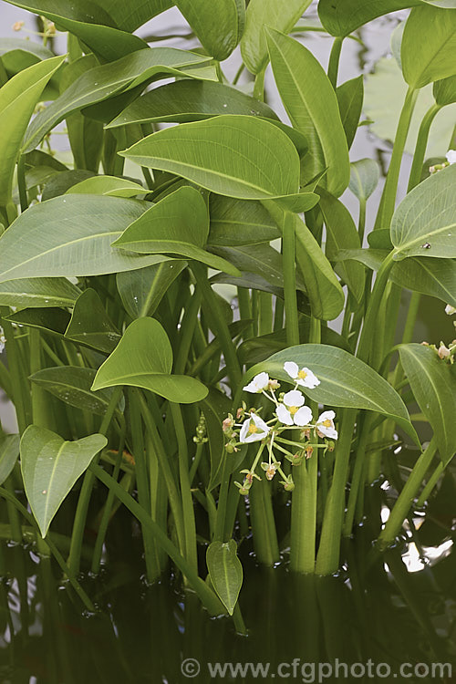 Water Plantain (<i>Alisma gramineum</i>), an emergent aquatic perennial that is widespread in the Northern Hemisphere. It submerged foliage is grassy but the leaves above the surface are broader. alisma-2252htm'>Alisma. <a href='alismaceae-plant-family-photoshtml'>Alismataceae</a>.