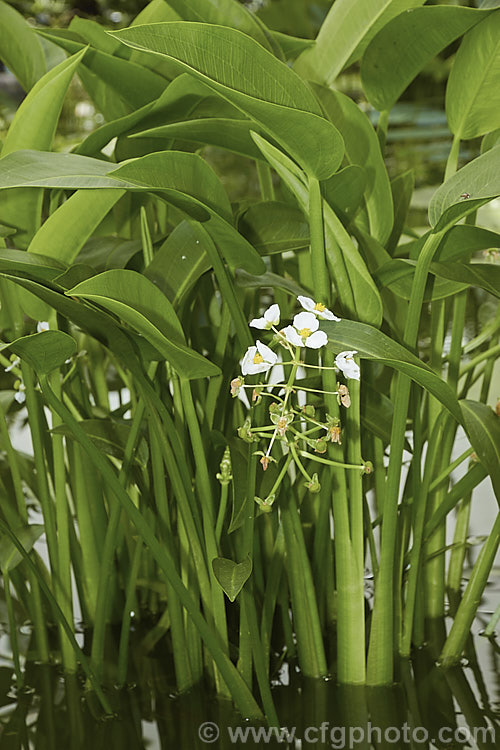 Water Plantain (<i>Alisma gramineum</i>), an emergent aquatic perennial that is widespread in the Northern Hemisphere. It submerged foliage is grassy but the leaves above the surface are broader. alisma-2252htm'>Alisma. <a href='alismaceae-plant-family-photoshtml'>Alismataceae</a>.