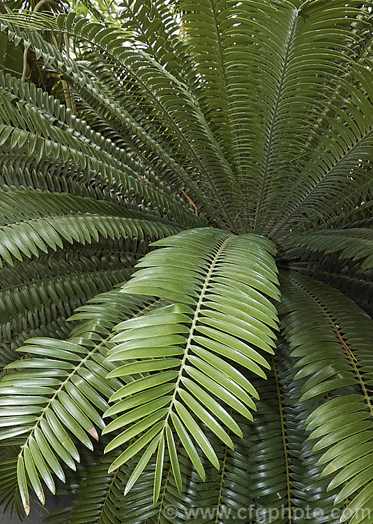 Prickly Cycad (<i>Encephalartos altensteinii</i>), a cycad native to South Africa, where it occurs in areas of reliable rainfall. With age it will develop a trunk and form a clump. Although common in cultivation, it is considered to be endangered in the wild. encephalartos-2950htm'>Encephalartos. <a href='zamiaceae-plant-family-photoshtml'>Zamiaceae</a>.