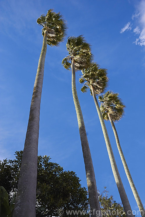 Southern. Washingtonia, Mexican Washingtonia or Skyduster (<i>Washingtonia robusta</i>), a 25m tall palm native to northwest Mexico. It is widely grown as an avenue tree. washingtonia-2056htm'>Washingtonia.