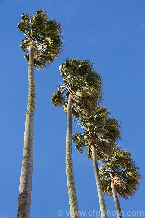 Southern. Washingtonia, Mexican Washingtonia or Skyduster (<i>Washingtonia robusta</i>), a 25m tall palm native to northwest Mexico. It is widely grown as an avenue tree. washingtonia-2056htm'>Washingtonia.
