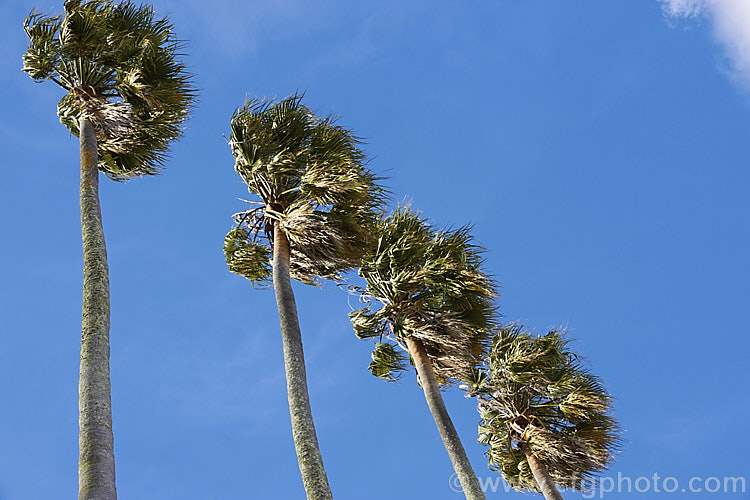 Southern. Washingtonia, Mexican Washingtonia or Skyduster (<i>Washingtonia robusta</i>), a 25m tall palm native to northwest Mexico. It is widely grown as an avenue tree. washingtonia-2056htm'>Washingtonia.