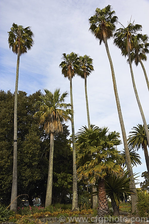 Southern. Washingtonia, Mexican Washingtonia or Skyduster (<i>Washingtonia robusta</i>), a 25m tall palm native to northwest Mexico. It is widely grown as an avenue tree. washingtonia-2056htm'>Washingtonia.