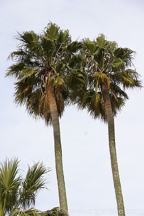 Southern. Washingtonia, Mexican Washingtonia or Skyduster (<i>Washingtonia robusta</i>), a 25m tall palm native to northwest Mexico. It is widely grown as an avenue tree. washingtonia-2056htm'>Washingtonia.