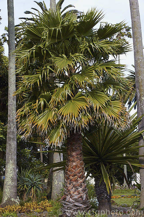 Southern. Washingtonia, Mexican Washingtonia or Skyduster (<i>Washingtonia robusta</i>), a 25m tall palm native to northwest Mexico. It is widely grown as an avenue tree. washingtonia-2056htm'>Washingtonia.