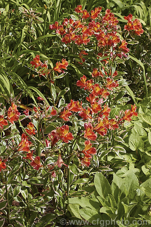 Alstroemeria 'Inca. Mardi. Gras', a Peruvian. Lily hybrid with vivid orange-red flowers and boldly variegated leaves with pink edges. It is one of a series of Inca hybrids. alstroemeria-2321htm'>Alstroemeria.