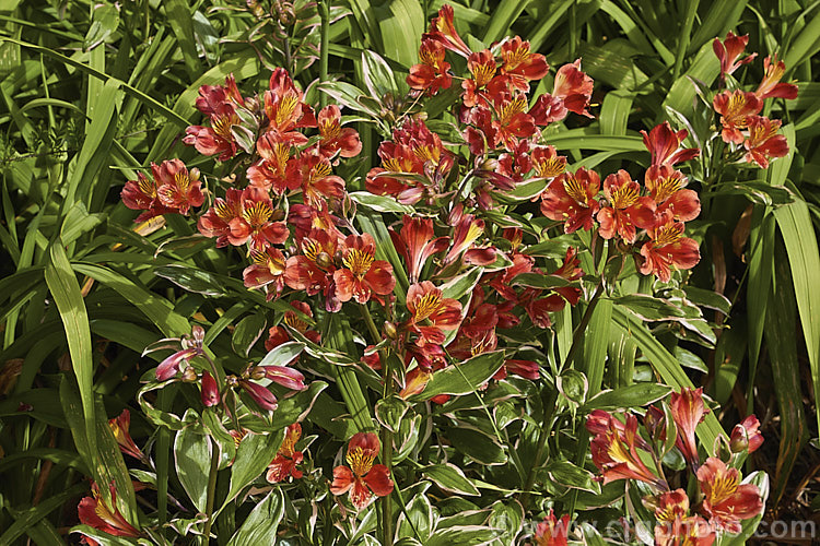 Alstroemeria 'Inca. Mardi. Gras', a Peruvian. Lily hybrid with vivid orange-red flowers and boldly variegated leaves with pink edges. It is one of a series of Inca hybrids. alstroemeria-2321htm'>Alstroemeria.