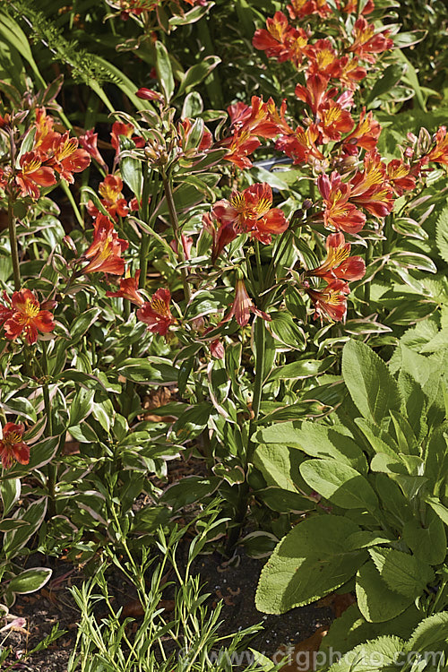 Alstroemeria 'Inca. Mardi. Gras', a Peruvian. Lily hybrid with vivid orange-red flowers and boldly variegated leaves with pink edges. It is one of a series of Inca hybrids. alstroemeria-2321htm'>Alstroemeria.