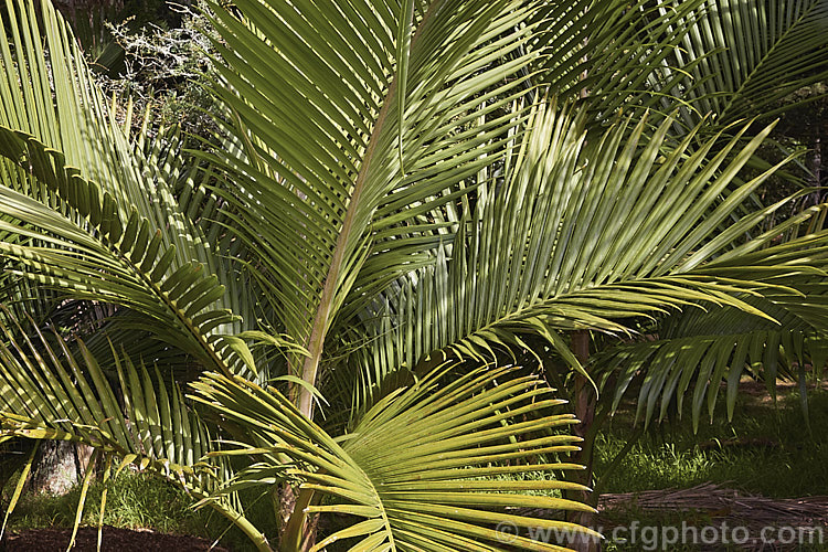 Niau or Norfolk Island Nikau (<i>Rhopalostylis bauerii</i>), a palm, very similar to the New Zealand Nikau (<i>Rhopalostylis sapida</i>), which is endemic to Norfolk Island It grows to around 10m tall