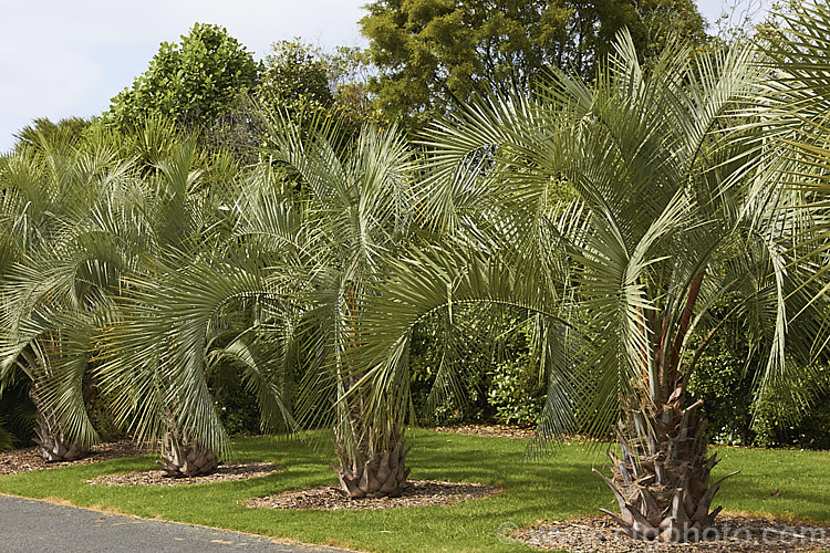 Yatay Palm or Jelly Palm (<i>Butia yatay</i>), a 5-6m tall feather palm from Argentina. Its arching blue-grey fronds are a distinctive feature as are its large sprays of flowers and abundant red fruits.