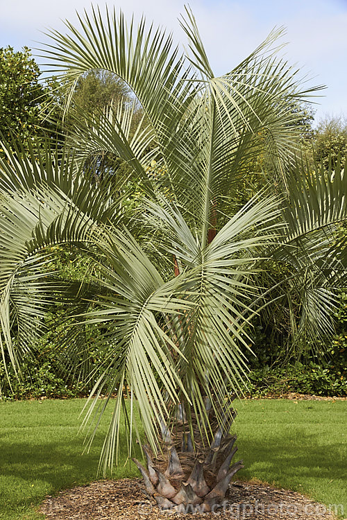 Yatay Palm or Jelly Palm (<i>Butia yatay</i>), a 5-6m tall feather palm from Argentina. Its arching blue-grey fronds are a distinctive feature as are its large sprays of flowers and abundant red fruits.