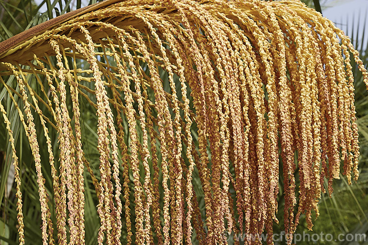 Flowers of the Yatay Palm or Jelly Palm (<i>Butia yatay</i>), a 5-6m tall feather palm from Argentina. Its arching blue-grey fronds are a distinctive feature as are its large sprays of flowers and abundant red fruits.