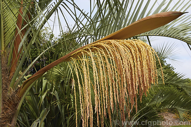 Flowers of the Yatay Palm or Jelly. Palm (<i>Butia yatay</i>), a 5-6m tall feather palm from Argentina. Its arching blue-grey fronds are a distinctive feature as are its large sprays of flowers and abundant red fruits.