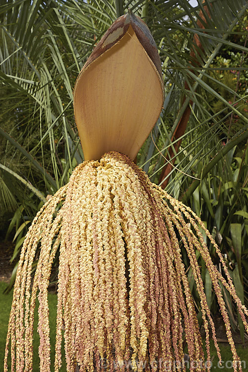 Flowers of the Yatay Palm or Jelly Palm (<i>Butia yatay</i>), a 5-6m tall feather palm from Argentina. Its arching blue-grey fronds are a distinctive feature as are its large sprays of flowers and abundant red fruits.