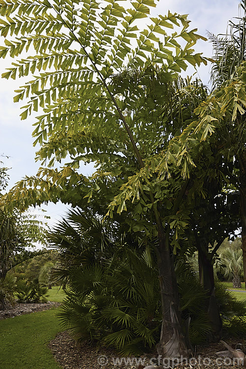 Fishtail. Palm (<i>Caryota obtusa</i>), the largest of the Fishtail. Palms, this species can grow to 27m tall Its very large, finely divided fronds are impressive. The tree fruits heavily but dies after flowering. caryota-2535htm'>Caryota.