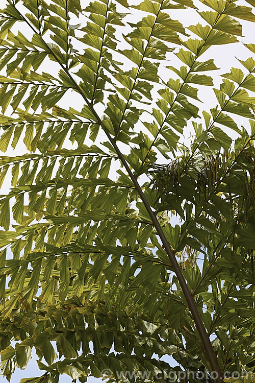 Fishtail. Palm (<i>Caryota obtusa</i>), the largest of the Fishtail. Palms, this species can grow to 27m tall Its very large, finely divided fronds are impressive. The tree fruits heavily but dies after flowering. caryota-2535htm'>Caryota.