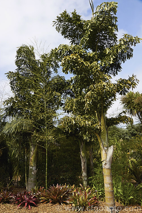 Chinese Fishtail. Palm (<i>Caryota ochlandra</i>), a single-trunked palm native to southern China. It can grow to over 12m tall and is regarded as the hardiest. Caryota species. caryota-2535htm'>Caryota.