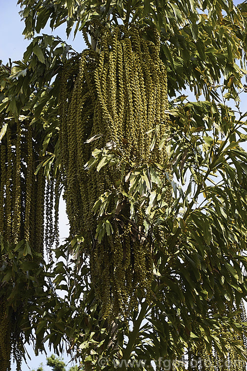 Mountain Fishtail. Palm (<i>Caryota maxima</i>), a feather palm native to the highlands of the Malay. Peninsula, Sumatra, Java and Thailand. It can grow to 30m tall and while its flowers and abundant fruits (shown here</i>) are impressive, the plant dies after flowering. caryota-2535htm'>Caryota.