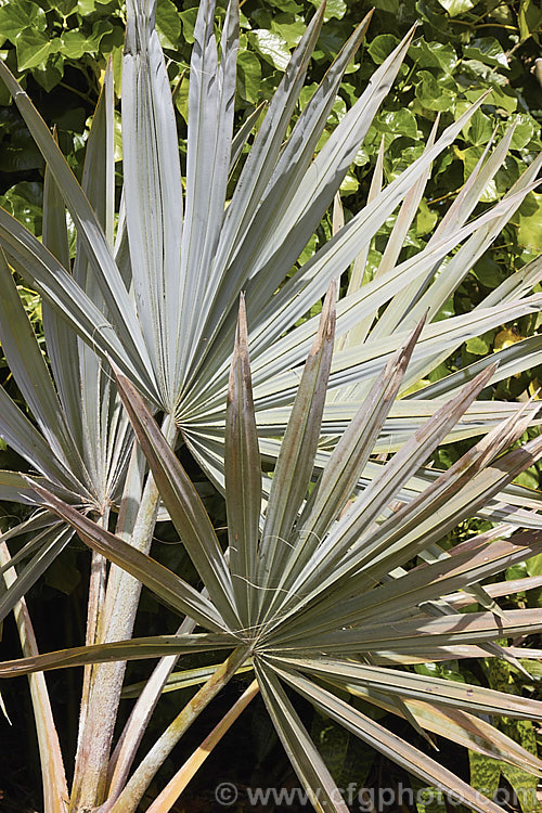 Bismarck. Palm (<i>Bismarckia nobilis</i>), a striking blue-green-foliaged, 10-30m tall fan palm native to Madagascar. With great age it is capable of growing to 60m tall